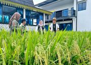 Ady Indra Pawennari Pelopori Budidaya Padi di Pekarangan Rumah