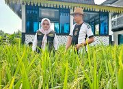 Menulis Berita dan Menanam Padi, Wartawan Ini Dukung Ketahanan Pangan