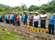 Desa Tarempa Selatan Kembangkan Ketahanan Pangan Lewat Penanaman Jagung Pipil