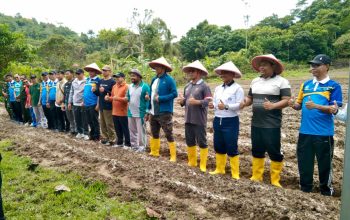 Desa Tarempa Selatan Kembangkan Ketahanan Pangan Lewat Penanaman Jagung Pipil