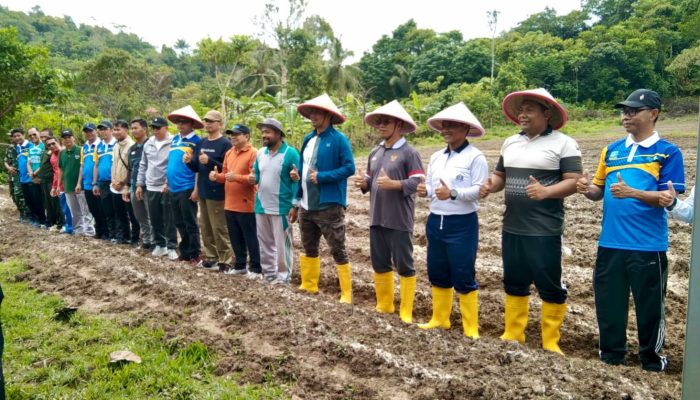 Desa Tarempa Selatan Kembangkan Ketahanan Pangan Lewat Penanaman Jagung Pipil