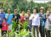 Bupati Aneng Panen Padi dan Serahkan Alsintan di Pesisir Tim