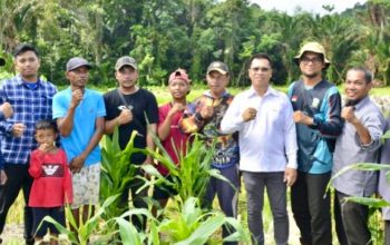 Bupati Aneng Panen Padi dan Serahkan Alsintan di Pesisir Tim